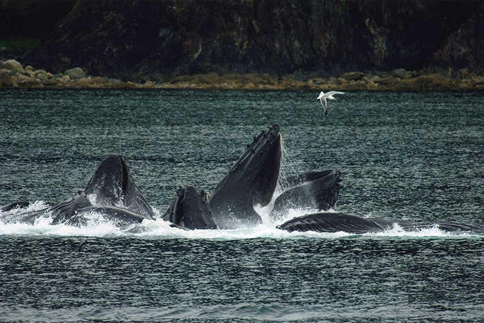 Grupo de ballenas jorobadas pescando
